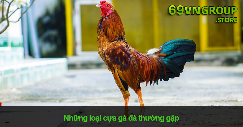 Những loại cựa gà đá thường gặp