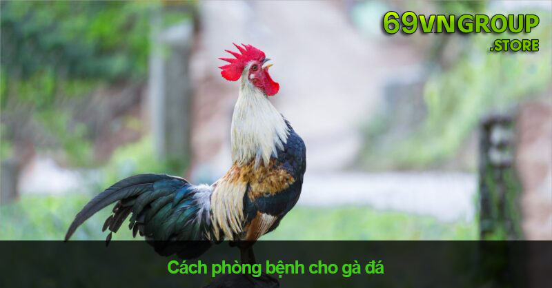 Cách phòng bệnh cho gà đá hiệu quả và đơn giản