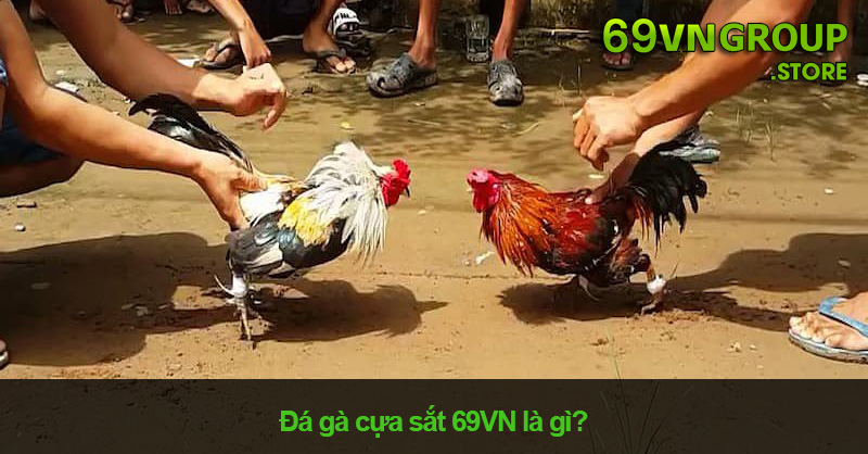 Đá Gà Cựa Sắt Là Gì? Cách Chơi Và Luật Chơi Chi Tiết Tại 69VN