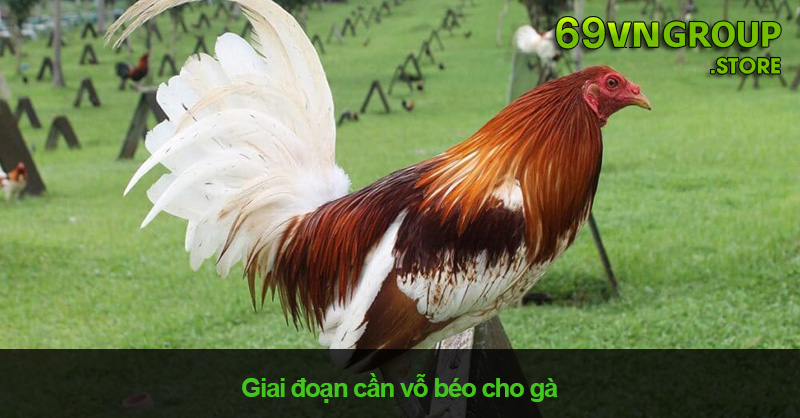 Giai đoạn cần vỗ béo cho gà là từ 5 đến 7 tháng tuổi