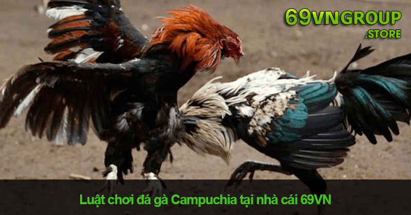 Luật chơi đá gà Campuchia tại nhà cái 69VN