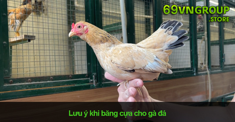 Lưu ý khi băng cựa cho gà đá