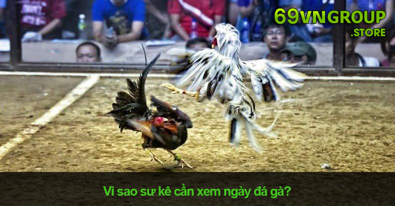 Tại sao bạn nên xem ngày đá gà?